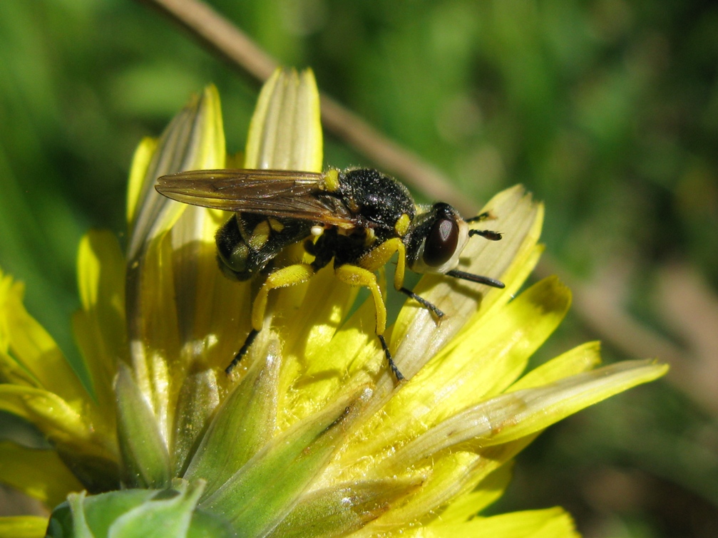 Dittero dalle zampe gialle: Dalmannia sp. (Conopidae)